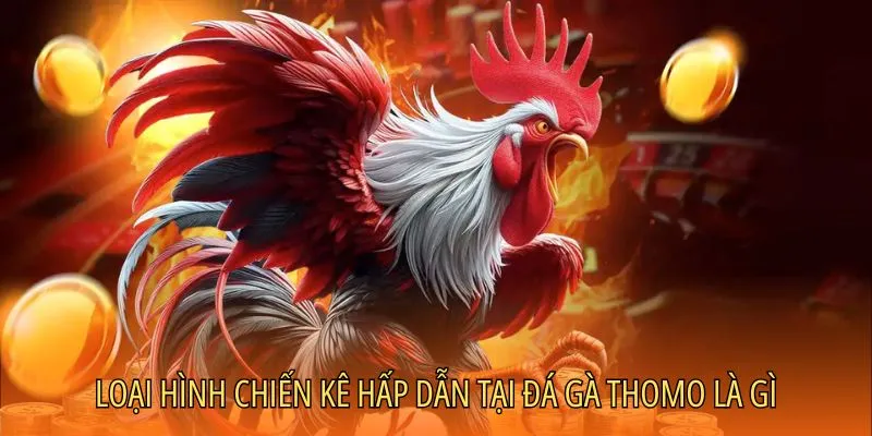 Những loại chiến kê tại đá gà Thomo